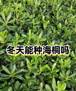 如何修剪海桐与冬青