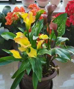 家庭养花用生根粉