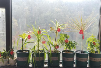 家庭养花用生根粉