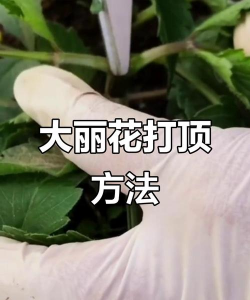 大丽花怎么打顶