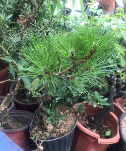 马尾松树皮养花