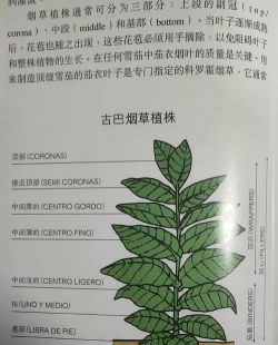 雪茄里是什么叶子