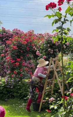 家庭养花用生根粉