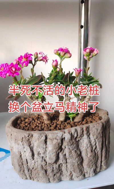 家庭养花用生根粉