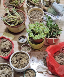 家庭养花用生根粉