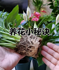 家庭养花用生根粉