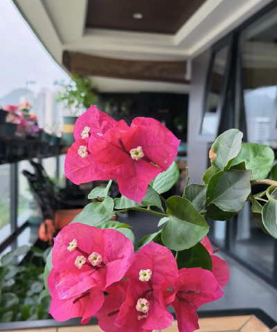 家庭养花用生根粉