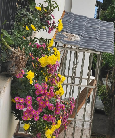 家庭养花用生根粉