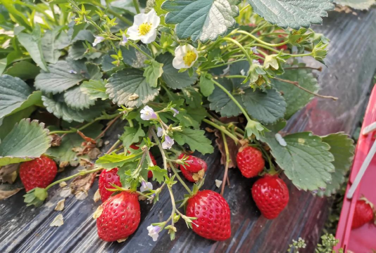 家庭养花用生根粉