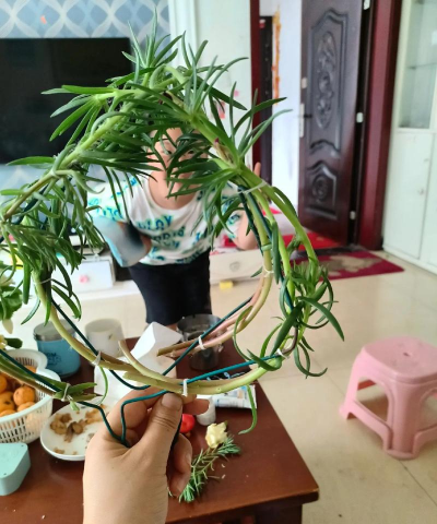 家庭养花用生根粉