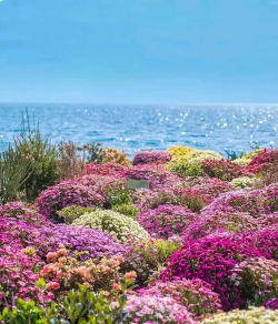 海边养花好去处