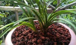 香油枯怎么养花