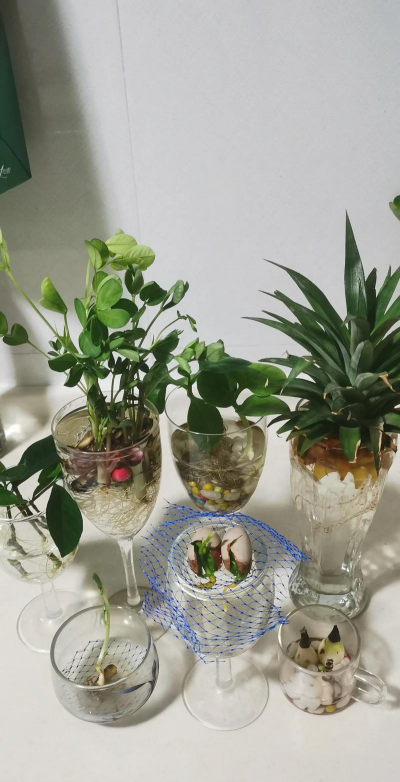 大酒杯怎么养花