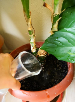 家庭养花用生根粉