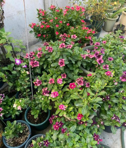 拉拉姐教你养花