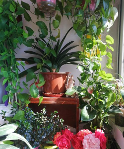 家庭养花用生根粉