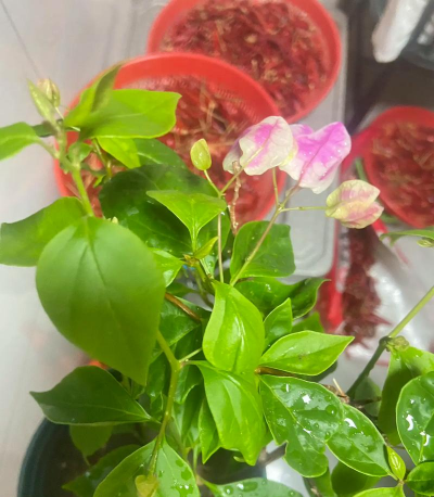 家庭养花用生根粉