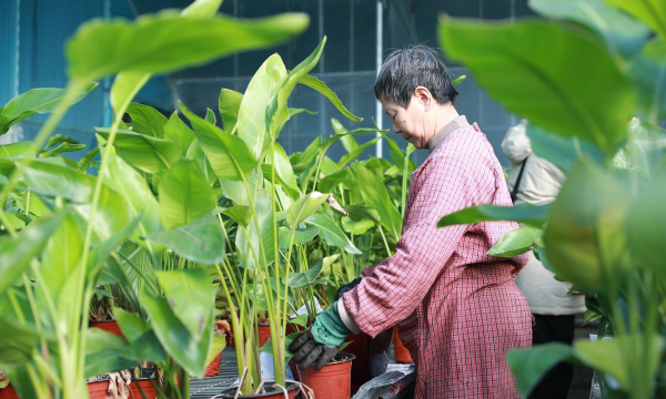 家庭养花用生根粉