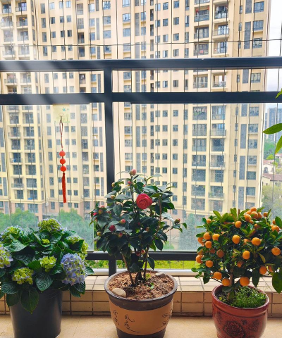 家庭养花用生根粉