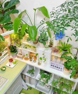 家庭养花用生根粉