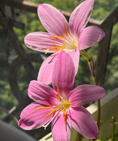 风雨兰阳台养花