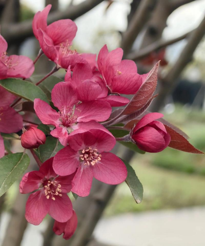 北美海棠开什么花