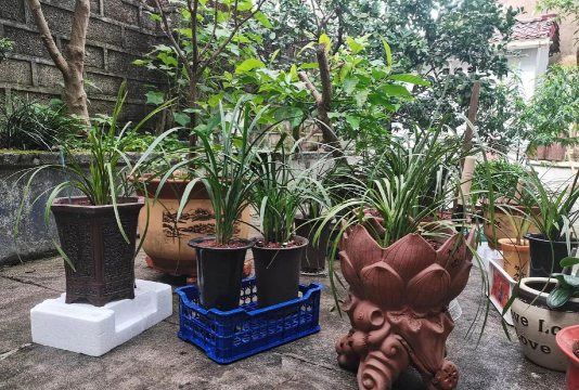 家庭养花用生根粉