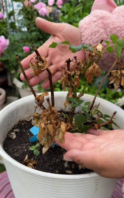 家庭养花用生根粉