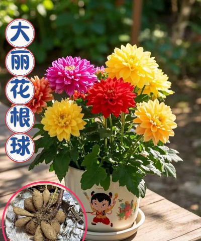 家庭养花用生根粉