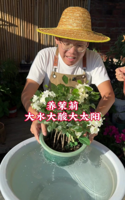 家庭养花用生根粉