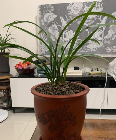 哪个名师上过养花