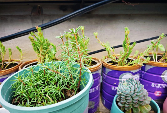 家庭养花用生根粉