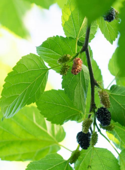 桑葚叶是什么模样