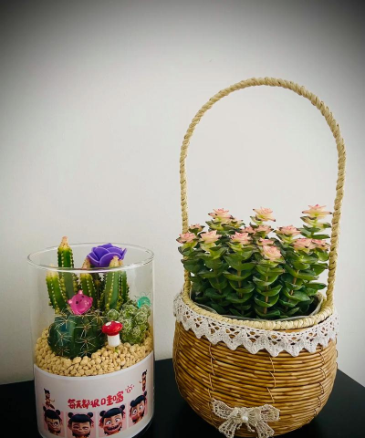 家庭养花用生根粉