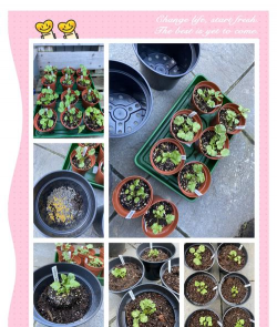 家庭养花用生根粉