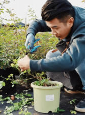 家庭养花用生根粉