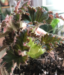 家庭养花用生根粉