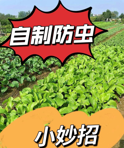 冬季桑园防虫有妙招 冬季桑园防虫有妙招