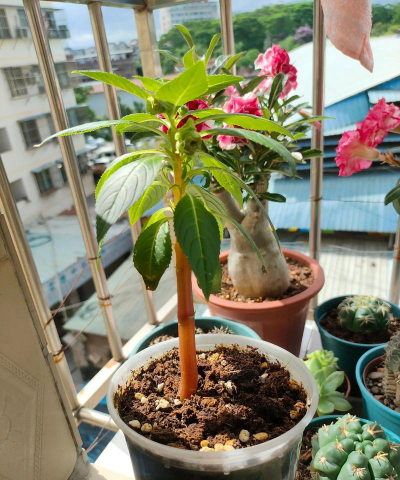 家庭养花用生根粉