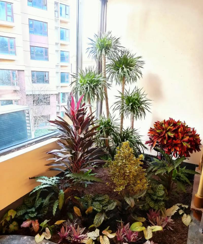 家庭养花用生根粉