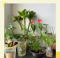 家庭养花用生根粉