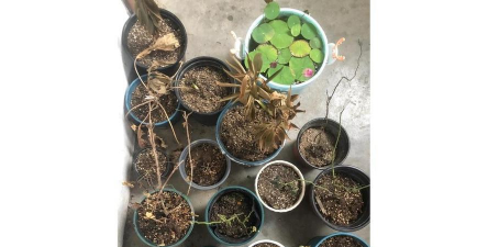 家庭养花用生根粉