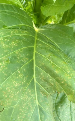 烟草气候性斑点病