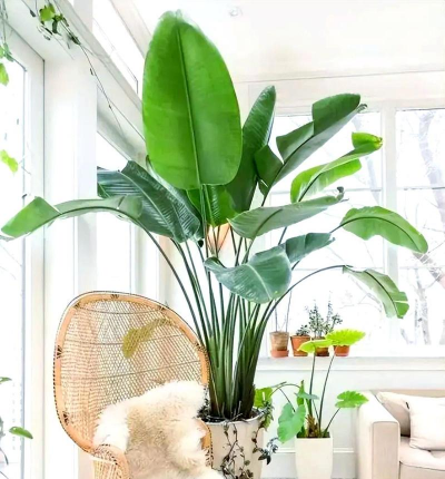 室内养花 大叶子