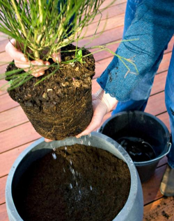 家庭养花用生根粉