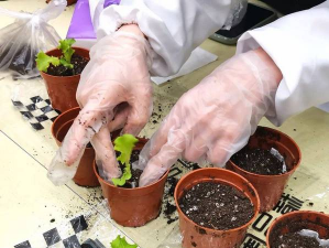 家庭养花用生根粉