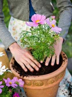 家庭养花用生根粉
