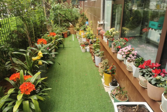 家庭养花用生根粉