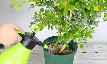 家庭养花用生根粉