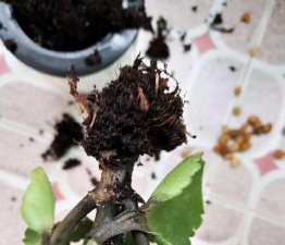 家庭养花用生根粉